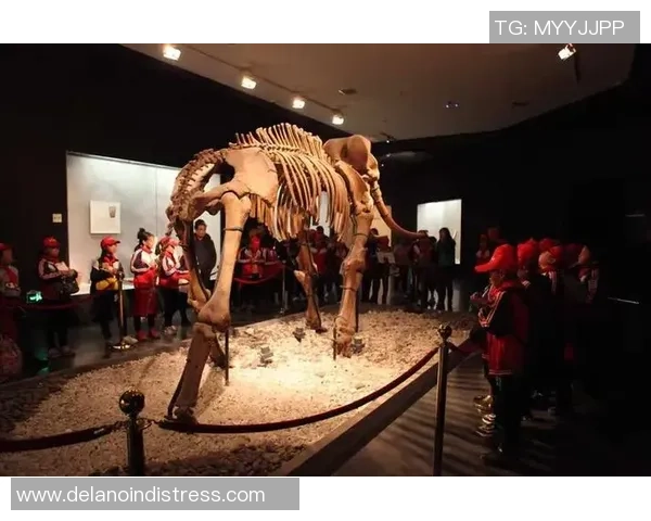 河南洛阳籍足球明星的崛起与成就探索之旅